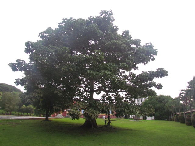 Árbol Nacional  de Panamá