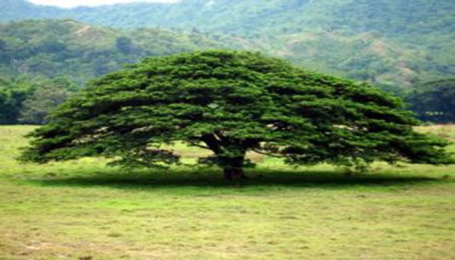 Árbol Nacional de Nicaragua