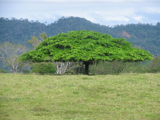 El árbol nacional de Costa Rica