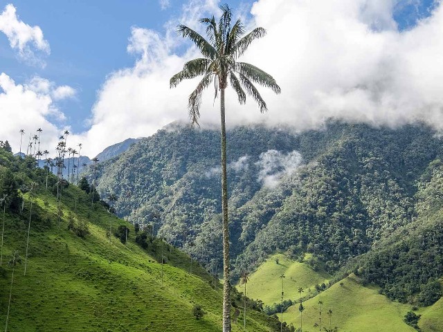 La Flor y Árbol Nacional de Colombia